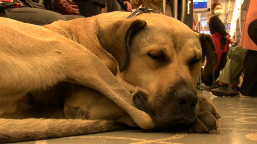 Se vio a este perro usando el transporte público en Estambul, así que las autoridades le pusieron un rastreador: Resulta que viaja más de 30 kilómetros al día