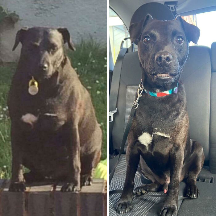¡La gran pérdida de peso de Buddy! Pesaba unos 20 kg y, ahora, pesa 13 kg