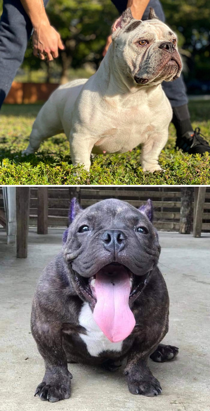 Toad Bulldog, o Bulldog Exótico