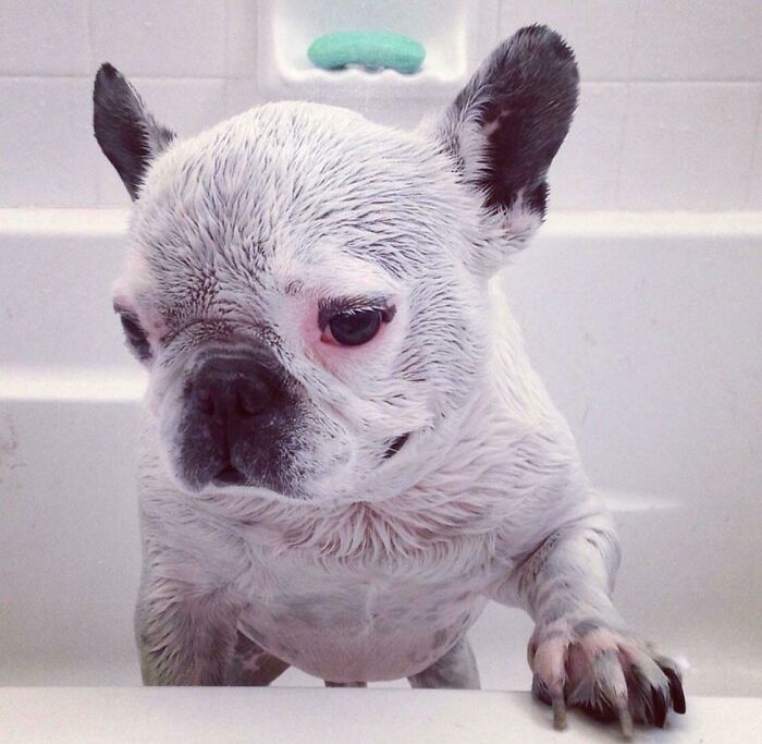 Mi bulldog francés Napoleón. El veterinario dijo que no viviría hasta los 7 años. Llegó a los 15. Siempre fue un buen perro