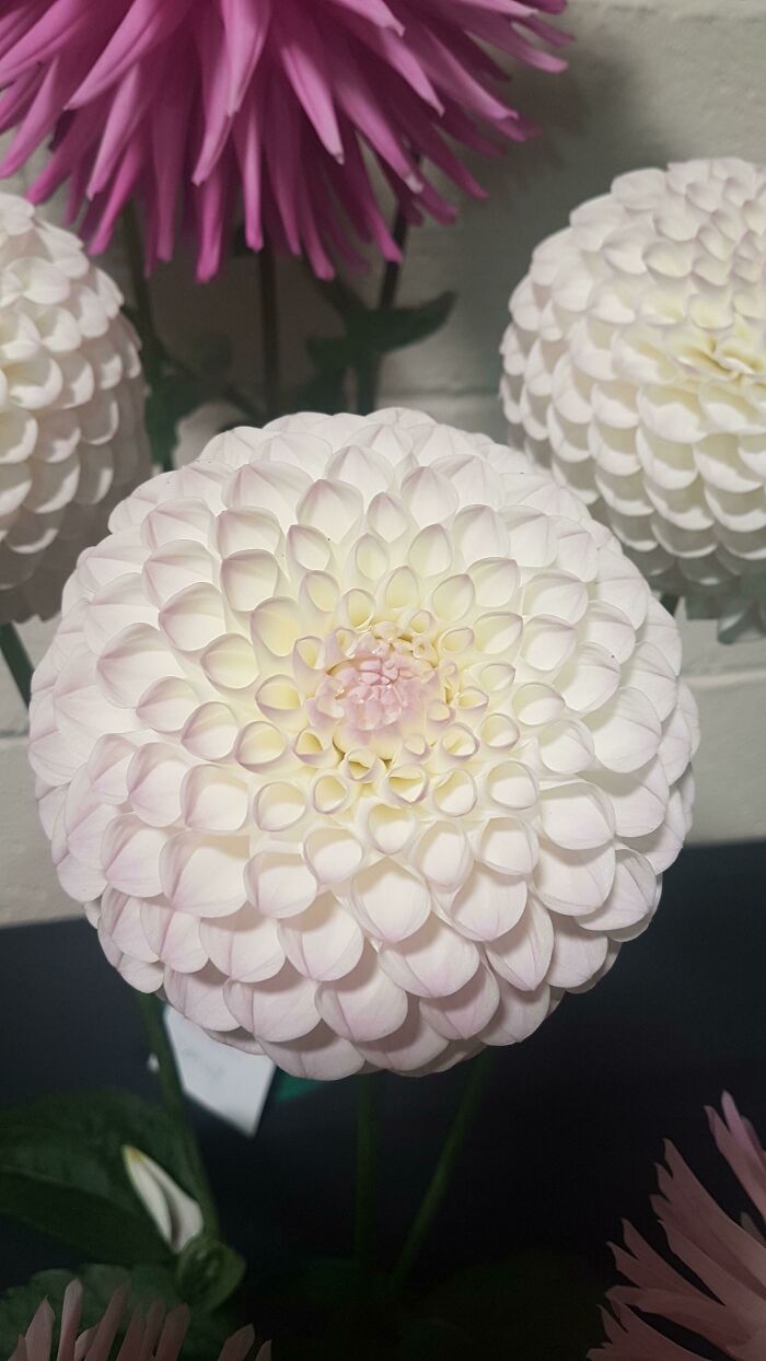Dalia ganadora de un premio, cultivada por mi padre