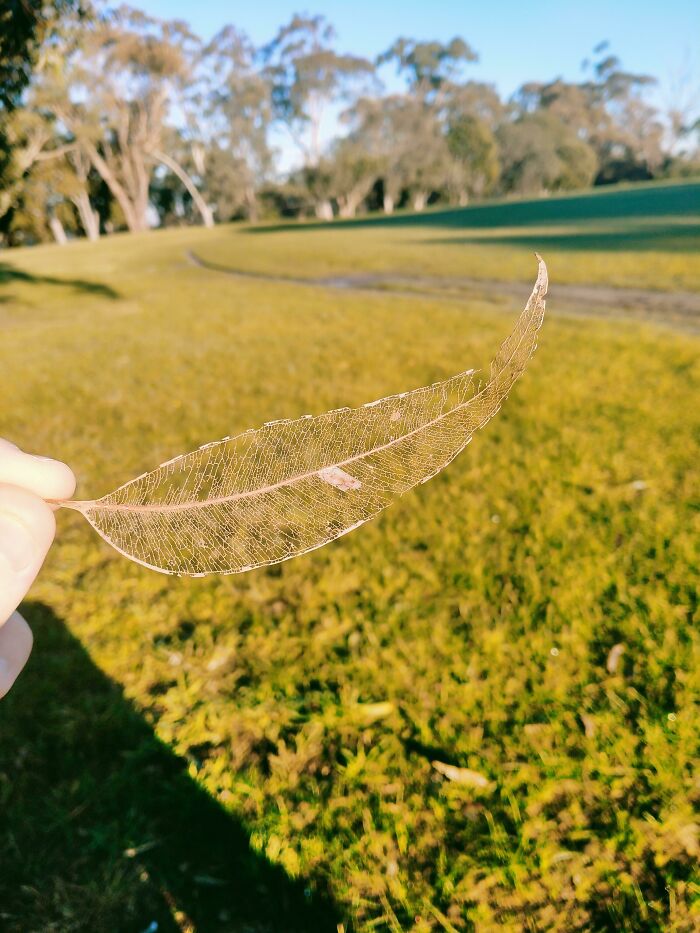 Encontré esta hoja a la que sólo le quedaban las "venas"