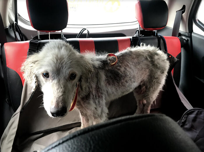 Salvamos a este perro de un dueño negligente y aparentemente es un Golden Retriever
