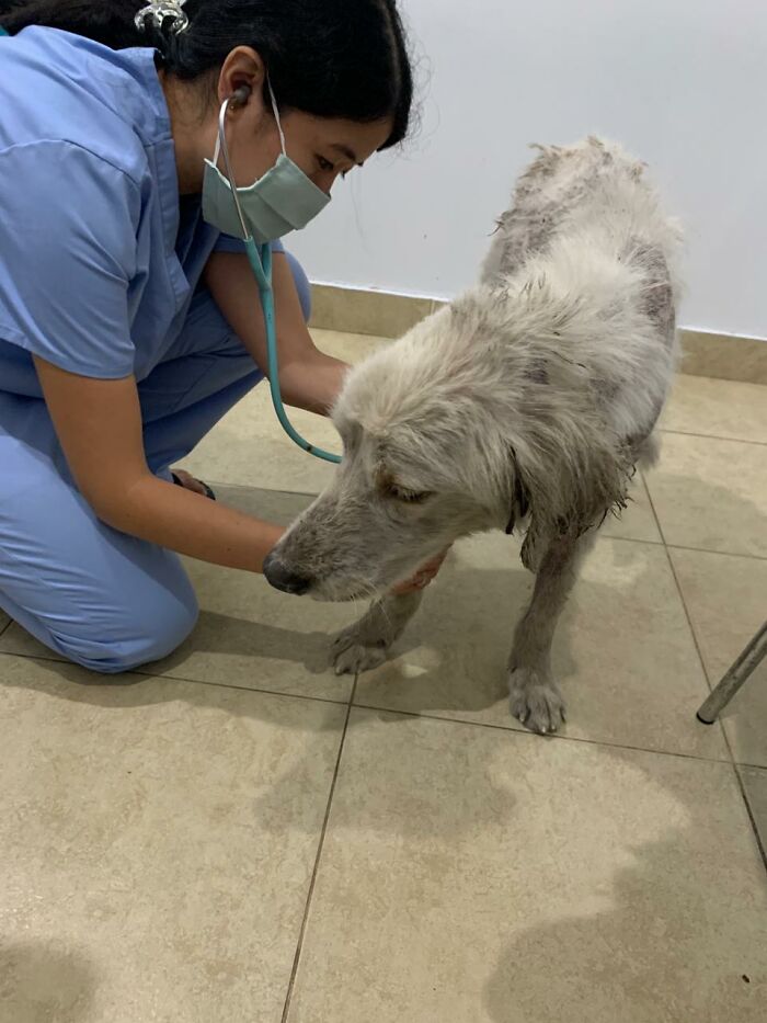 Salvamos a este perro de un dueño negligente y aparentemente es un Golden Retriever
