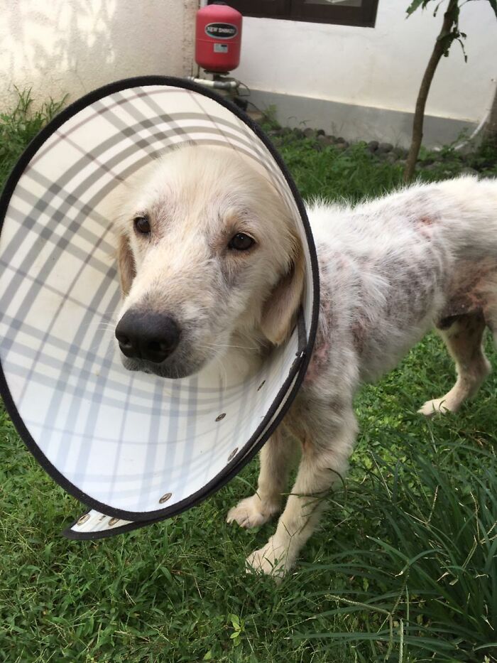 Salvamos a este perro de un dueño negligente y aparentemente es un Golden Retriever