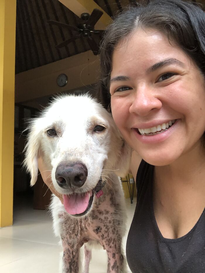 Salvamos a este perro de un dueño negligente y aparentemente es un Golden Retriever