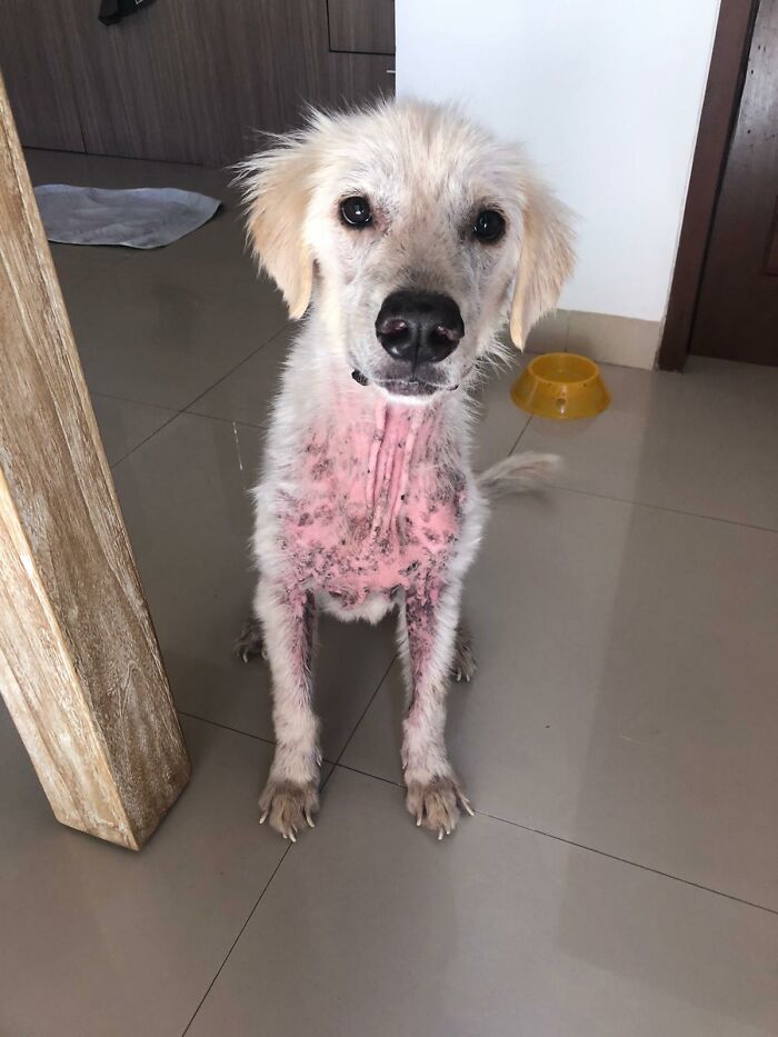 Salvamos a este perro de un dueño negligente y aparentemente es un Golden Retriever