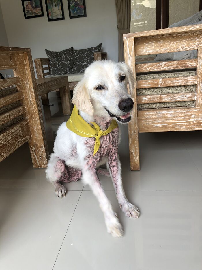 Salvamos a este perro de un dueño negligente y aparentemente es un Golden Retriever