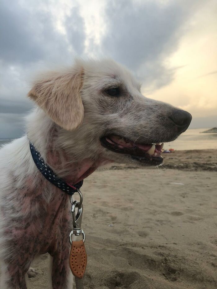Salvamos a este perro de un dueño negligente y aparentemente es un Golden Retriever