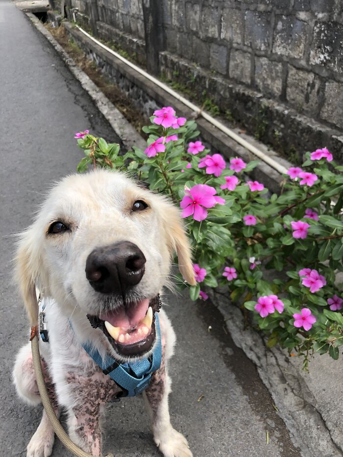 Salvamos a este perro de un dueño negligente y aparentemente es un Golden Retriever