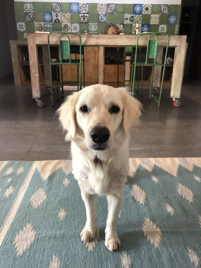 Salvamos a este perro de un dueño negligente y aparentemente es un Golden Retriever