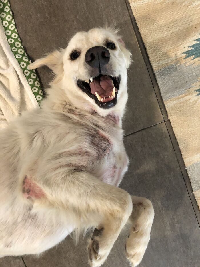 Salvamos a este perro de un dueño negligente y aparentemente es un Golden Retriever