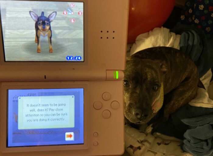 He encontrado mi vieja nintendo DS con el nintendogs y llevo 15 minutos gritándole al perro falso que se siente
