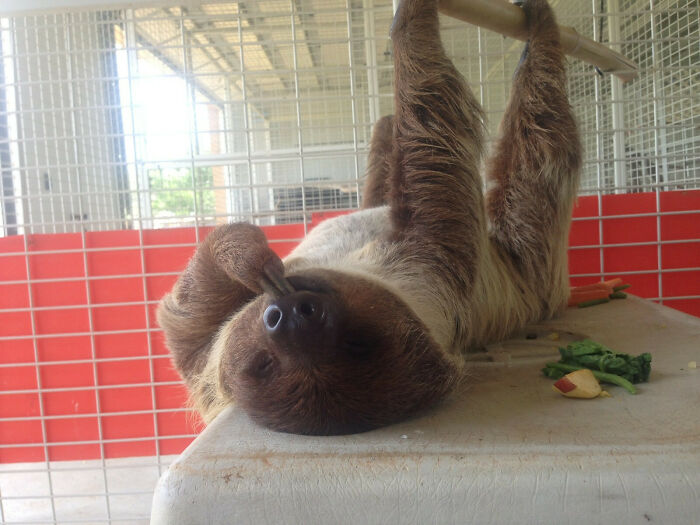 Mi hermana trabaja en una reserva de fauna y le hizo una foto a este perezoso felizmente dormido