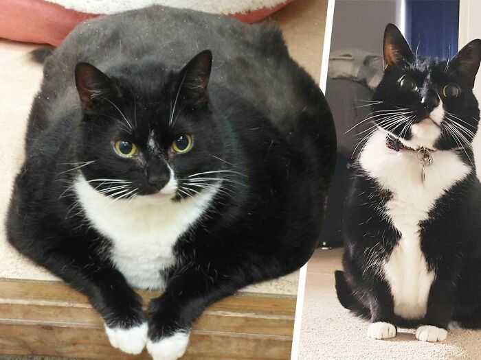 De gordito a delgado: Tuxie bajó 3 kilogramos. Ha perdido todavía más peso desde que esta foto fue tomada (en abril de 2019)