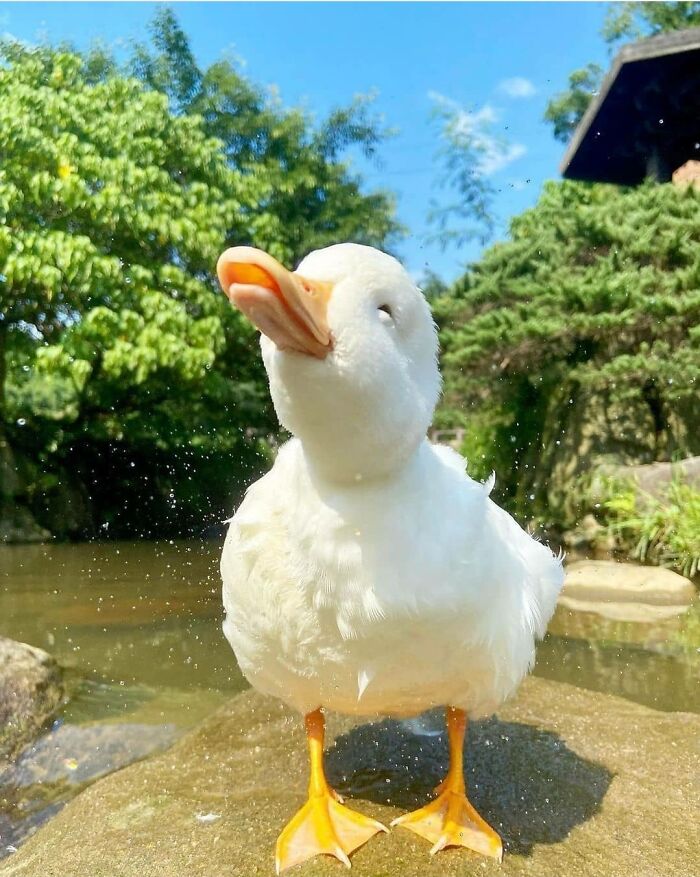 Al Sr. Pato lo hace muy feliz tomar el sol