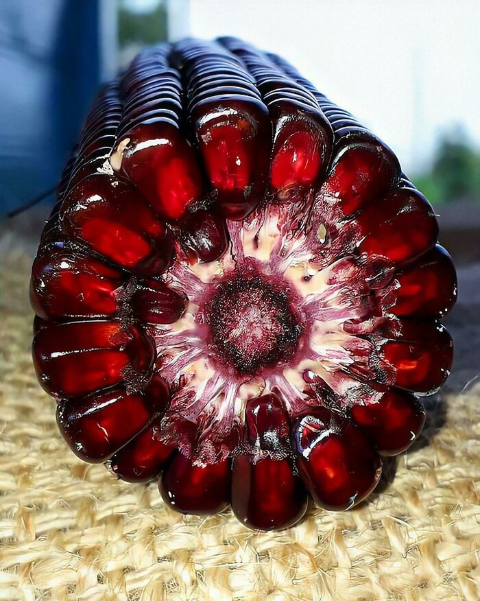 Maíz rojo de Georgia