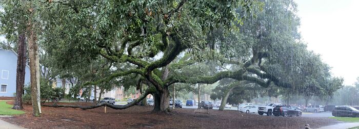 Estaba haciendo una foto panorámica de este árbol y comenzó a llover
