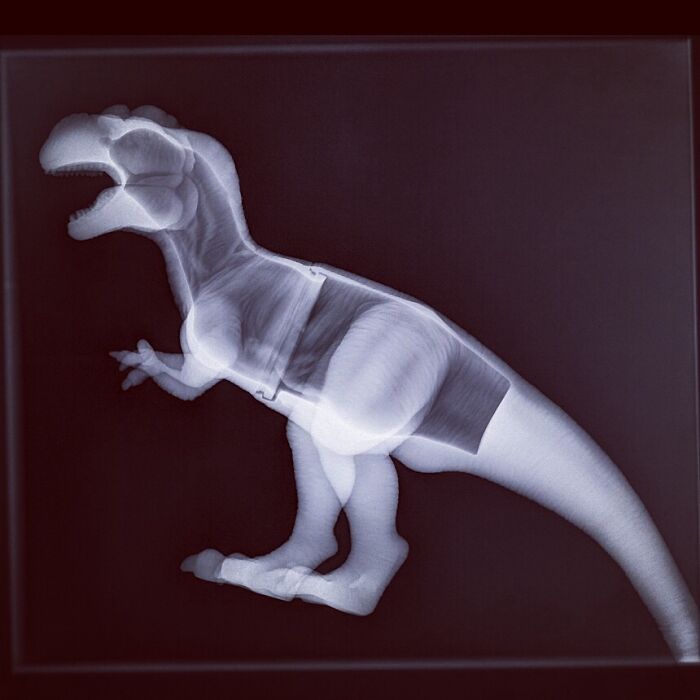 Mi esposa llevó a nuestro gato al veterinario y mi hijo le dijo que su dinosaurio de juguete se sentía mal, así que el veterinario le hizo una radiografía