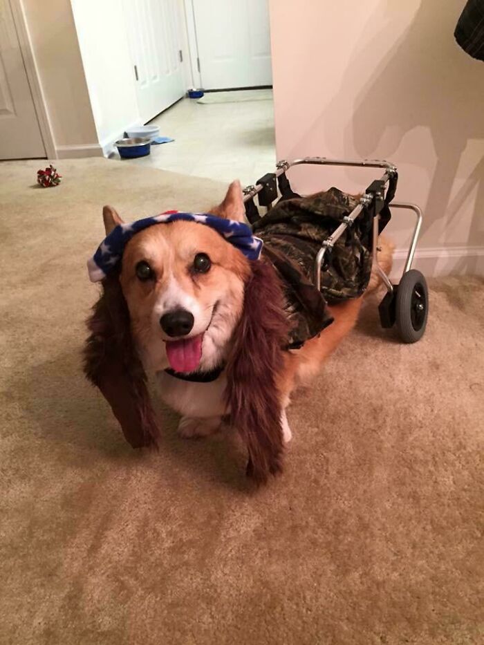 Blitzen ya no está con nosotros, pero nos divertimos mucho en su vida. Fue el teniente Dan para Halloween en su silla de ruedas