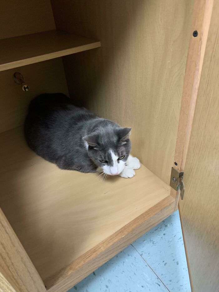 Mi veterinario tiene un armario vacío en las salas de examen específicamente para que los gatos se escondan cuando no están siendo examinados