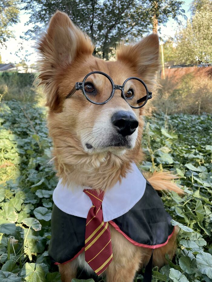 El Gryffindor más bueno