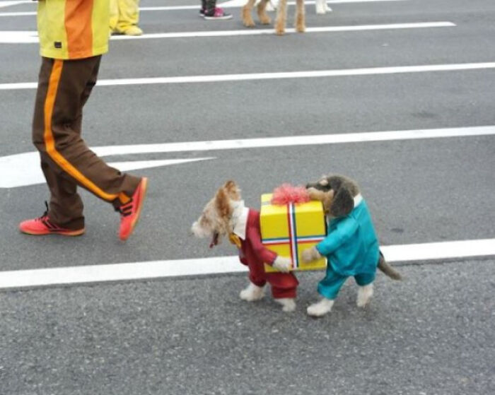 Disfraz de perro de regalo