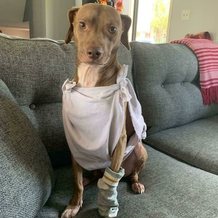Copper es un perro libre