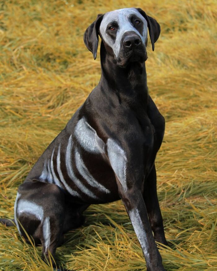 Loki mi Doberdanés este Halloween