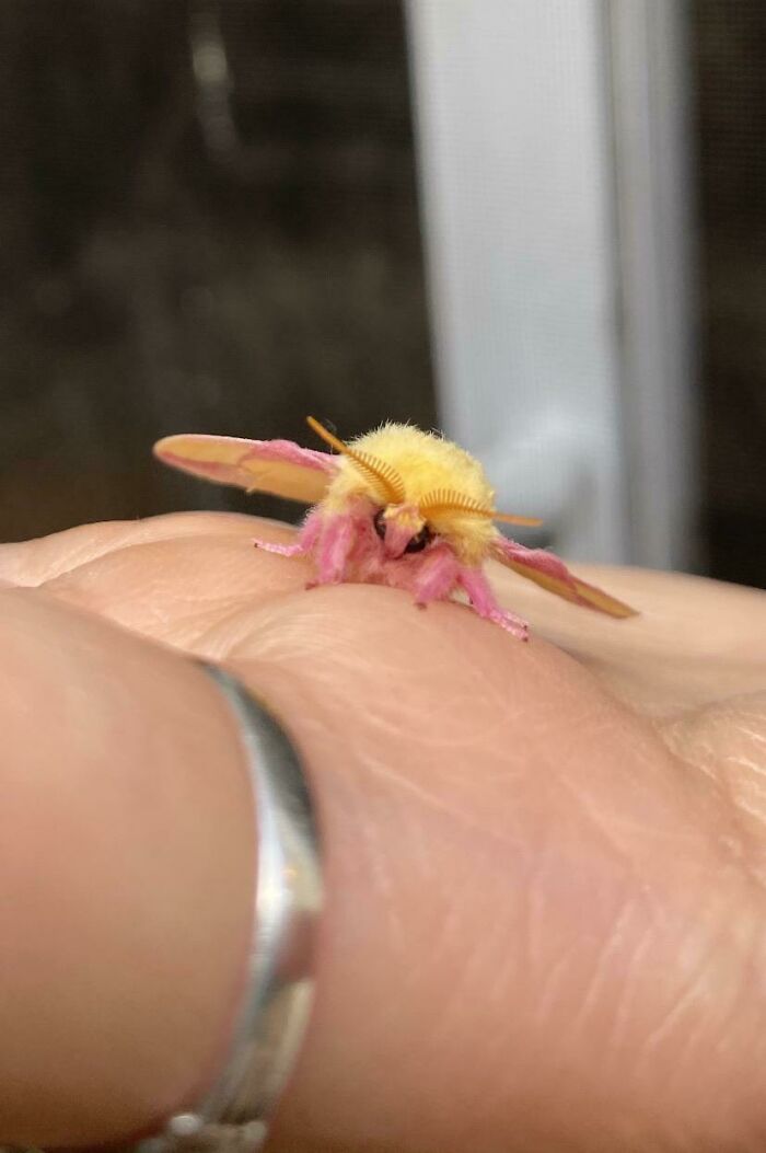 La casa de mi novio está llena de estas polillas rosadas