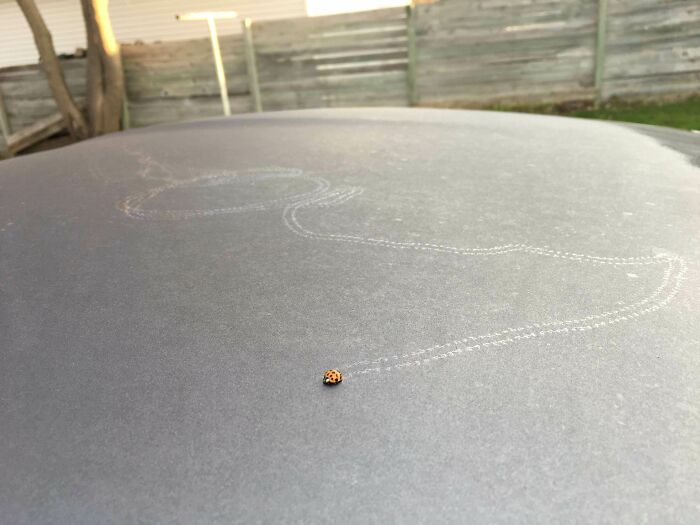 Mariquita dejando rastro en el rocío sobre mi coche