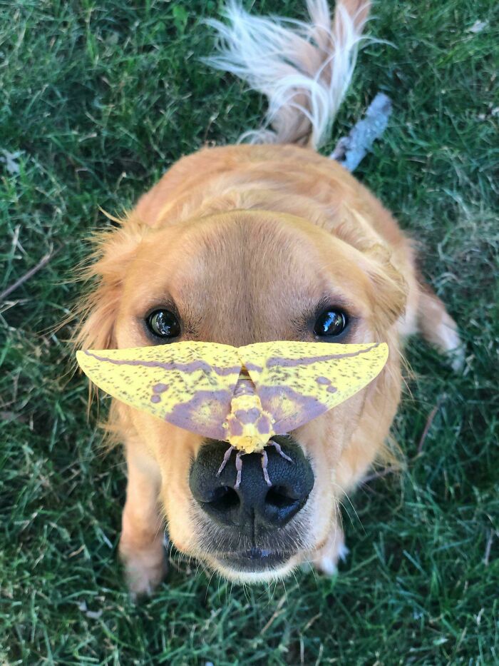 El perro ha encontrado una polilla