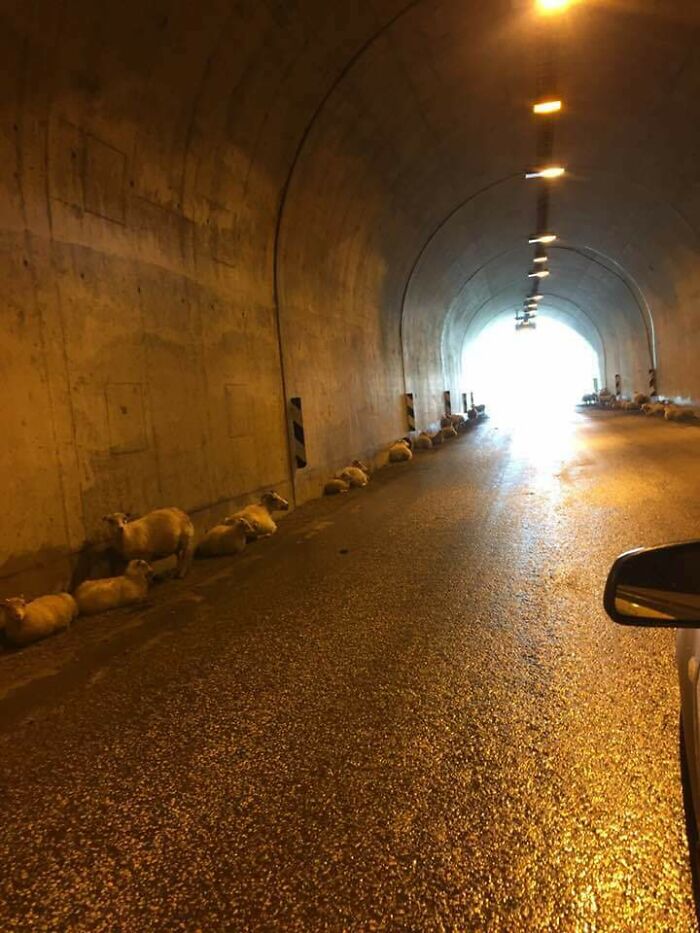 Ovejas refugiándose en un túnel ubicado en los fiordos occidentales de Islandia durante una fuerte tormenta