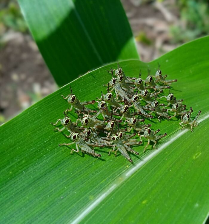 He encontrado estos saltamontes diminutos revisando un maizal