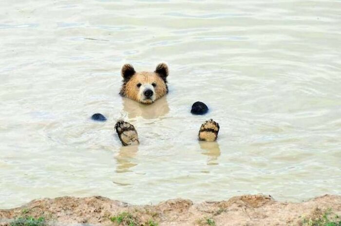 Oso en su hora de SPA