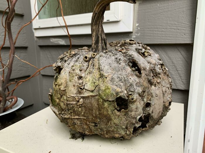 Esta calabaza fue arrojada al corral de las gallinas el pasado noviembre, pero otros animales se comieron el interior, dejando una cáscara bastante intacta