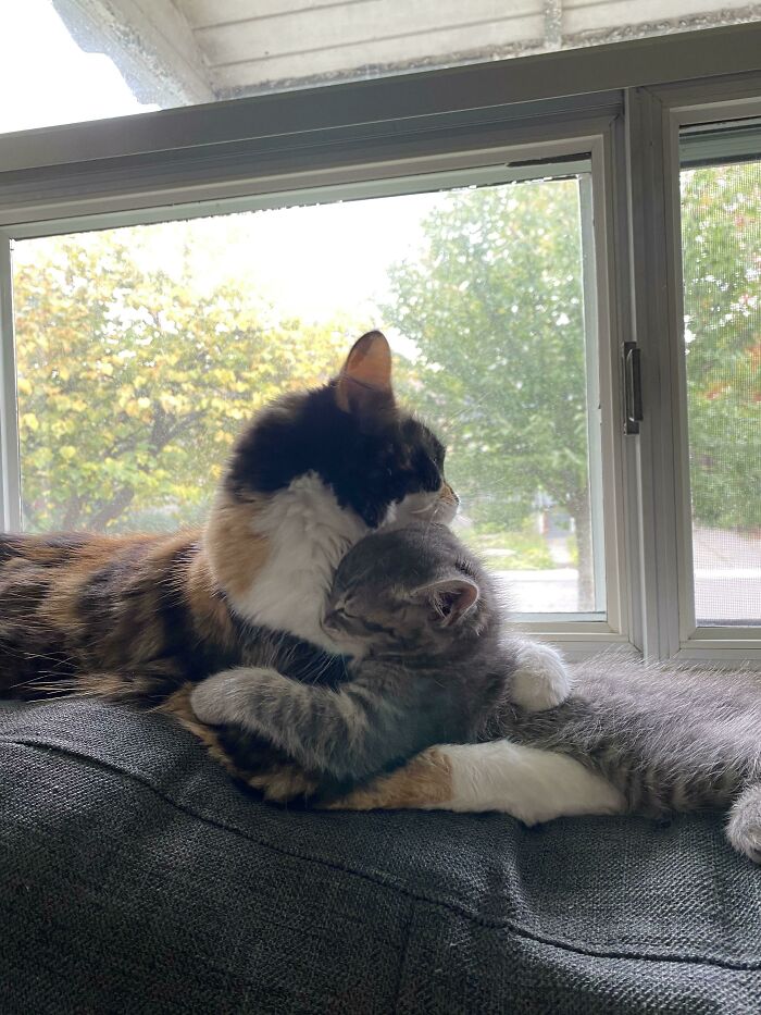 Mi gato está totalmente obsesionado con nuestro gatito nuevo 