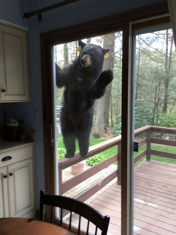 Oh, hola, humano, sólo soy yo, un osito