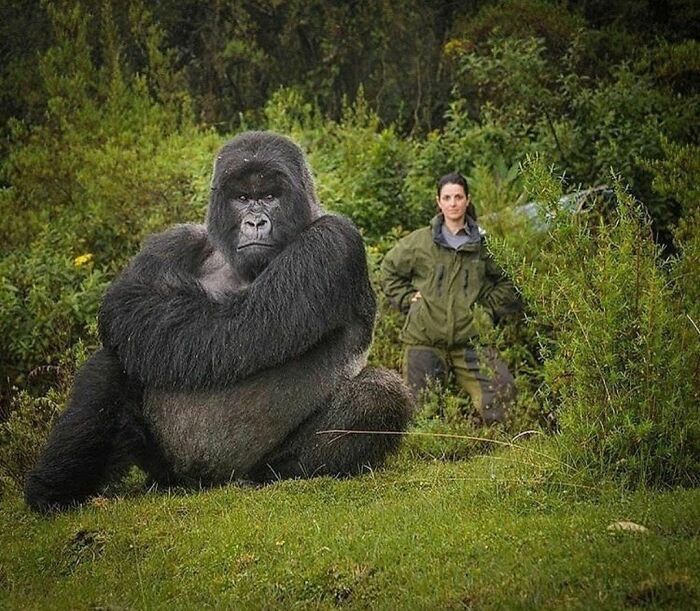 Este es el dulce gigante Isabkuro de Ruanda