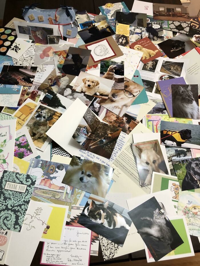 Esto puede parecer poco, pero después de 10 años, estoy dejando de ejercer como veterinario. Estas son todas las tarjetas de agradecimiento y fotos que he recibido en la última década.