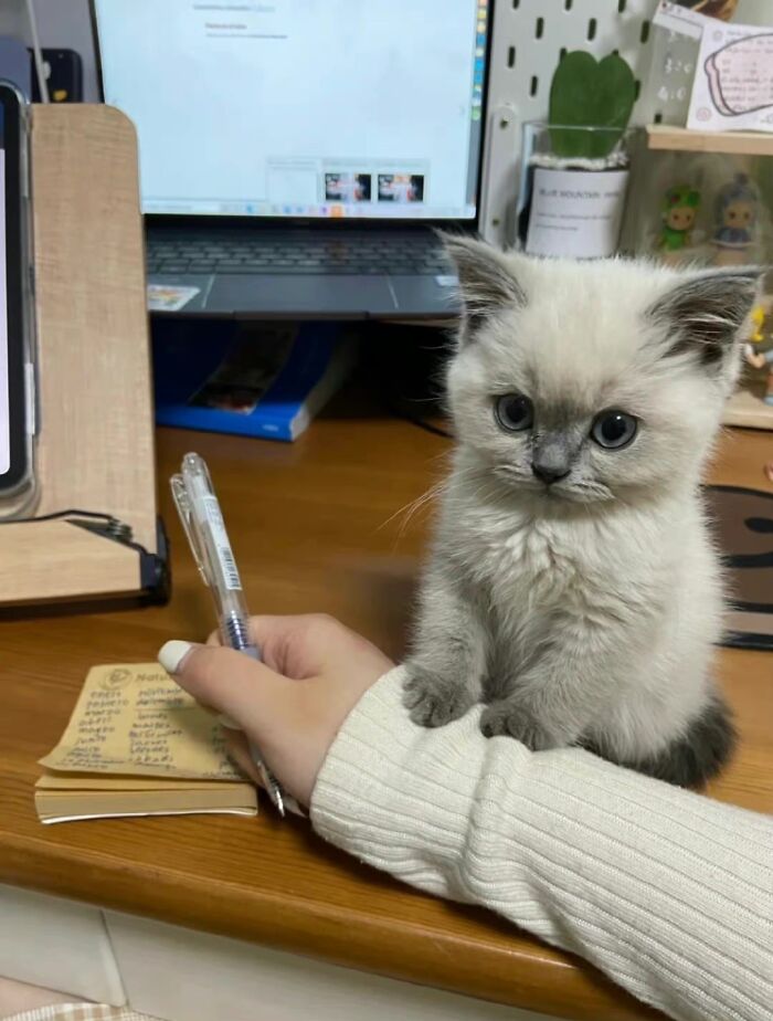 ¿Qué es lo que quiere? Se rehúsa a sacar sus patas de mi brazo