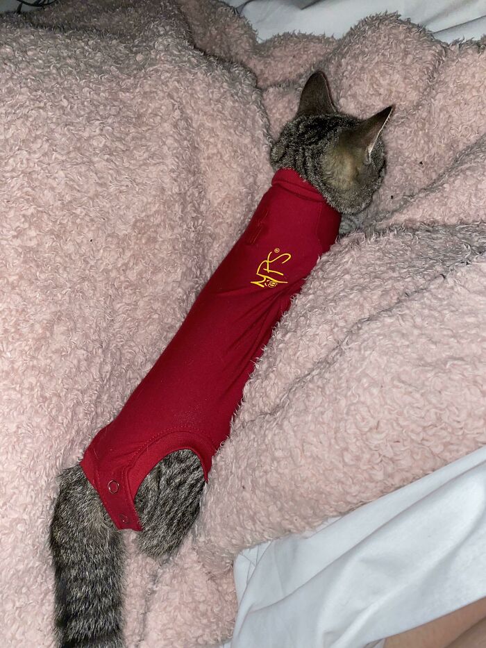 Esterilizaron a mi gata y le dieron un mono en lugar de un cono para la cabeza. Ahora, parece un rollito de salchicha