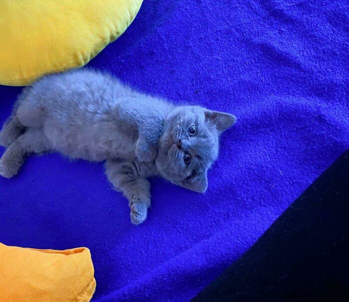  Este es George. Es un superviviente de las pulgas que fue abandonado por su madre. Ahora tiene unas 6 semanas, recibe muchos abrazos y es muy feliz de vivir conmigo