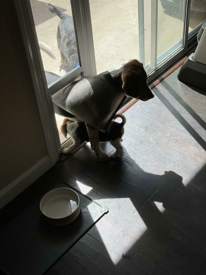 Este hermano mayor ayuda a su hermana pequeña a usar la puerta del perro. Se queda ahí y deja que el bebé pase por sus piernas