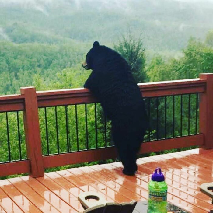 La madre de una amiga casi sufre un ataque al corazón cuando miró por la ventana de atrás esta mañana