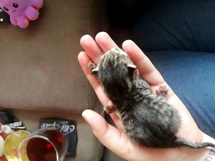 Esta mañana, una mamá dio a luz a cuatro saludables frijolitos