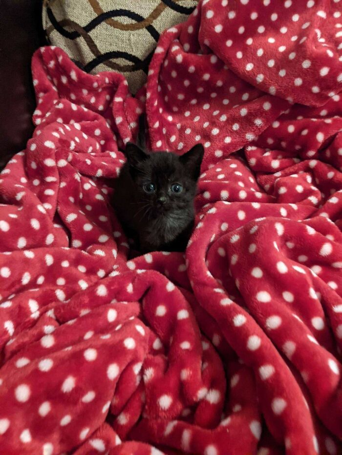 Otra gatita en adopción (hembra de 5 semanas). ¡Necesita un buen nombre!