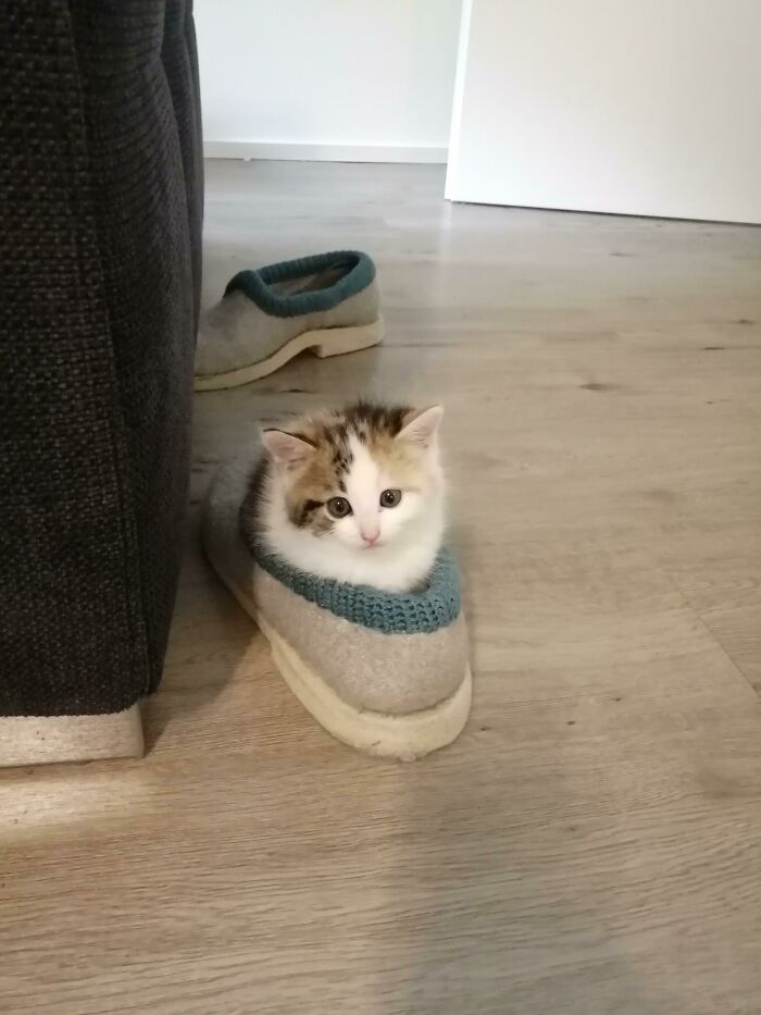 Adopté a una pequeña criminal. En esta foto, tenía 6 semanas