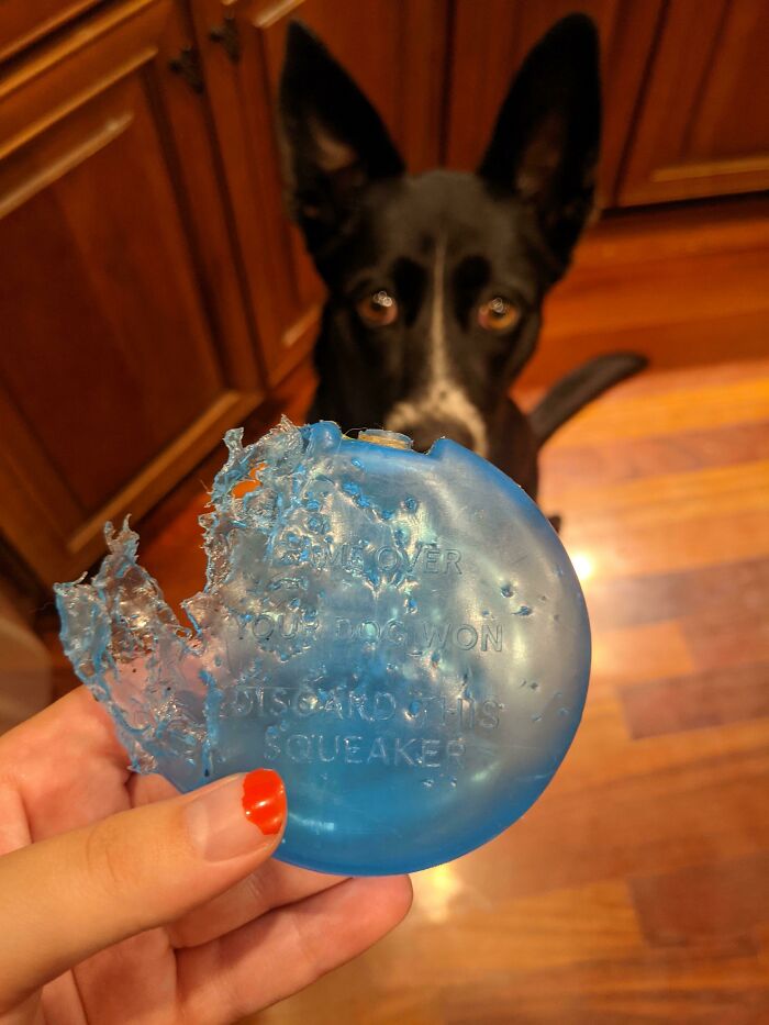 Mi perro sacó el chillador de su juguete. Dice 