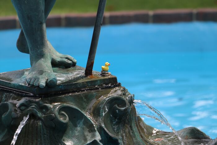 Patito de hule en una fuente en Portsmouth, Nuevo Hampshire